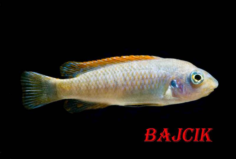 LABEOTROPHEUS TREWAVASAE (38)