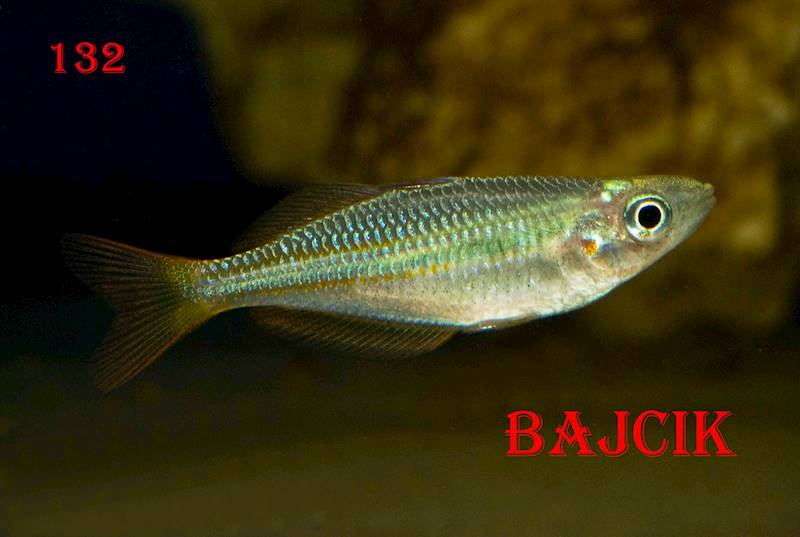 TĘCZANKA TRÓJBARWNA (214)