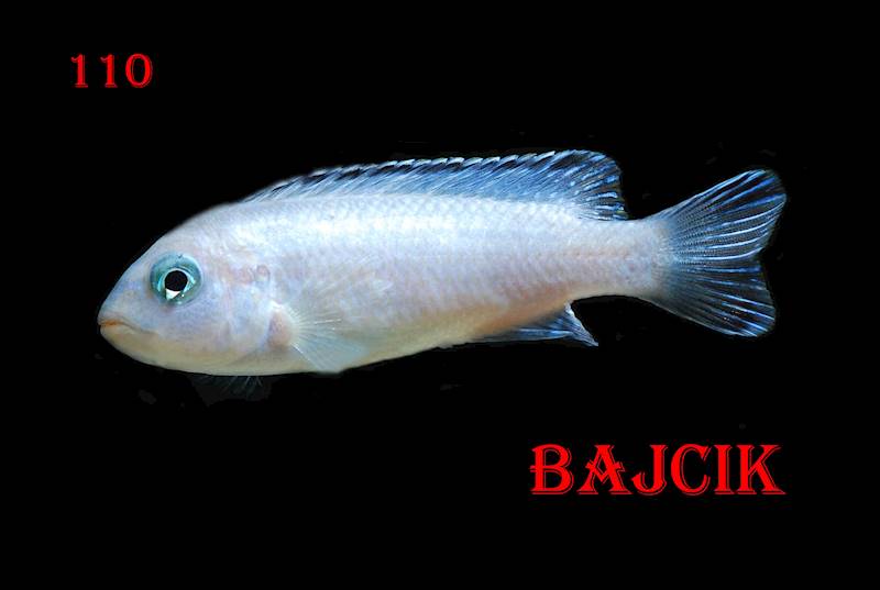 PYSZCZAK PSEUDOTROPHEUS SOCOLOFI (170)