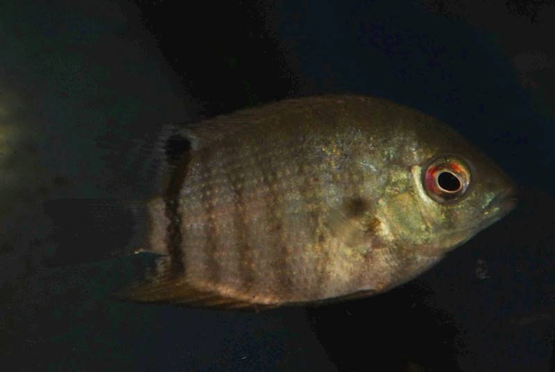 PIELĘGNICA SEVERUM (159)