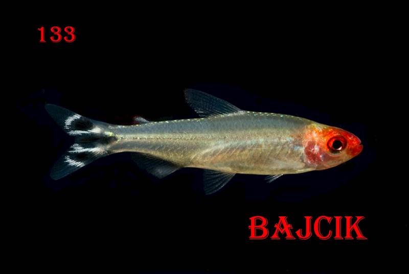 RHODOSTOMUS (88)