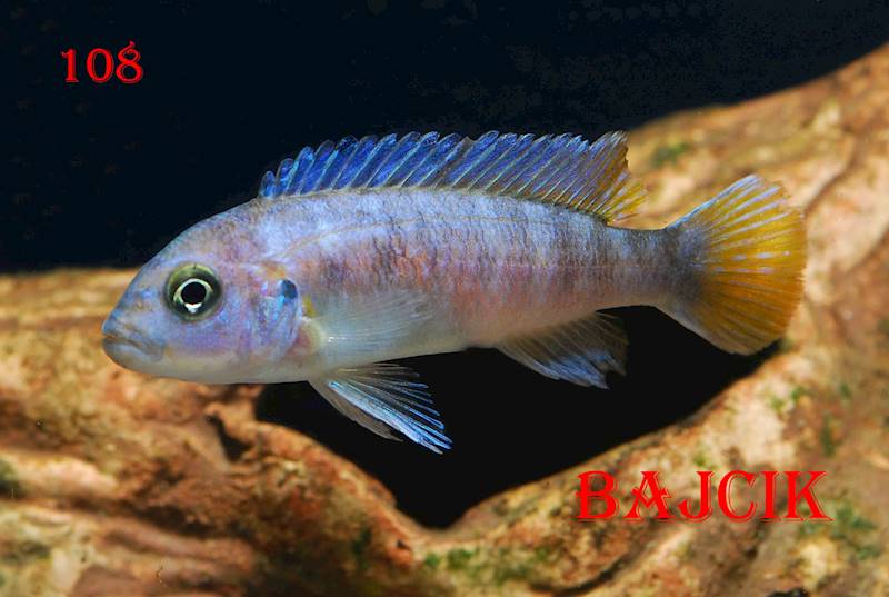 PYSZCZAK PSEUDOTROPHEUS ELONGATUS MPANGA (188).