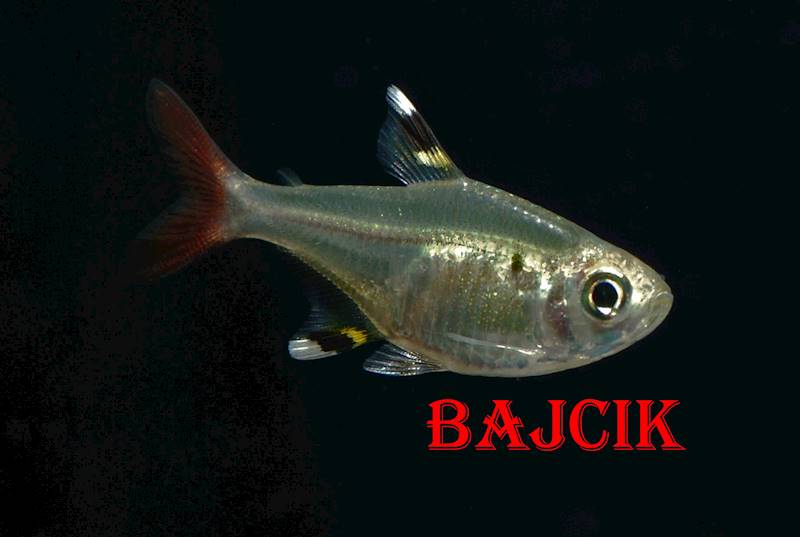 PRYSTELKA (176)
