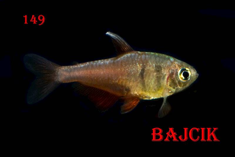 TETRA CZERWONA (51)