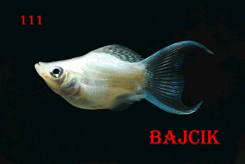 MOLINEZJA BALONOWA (187)