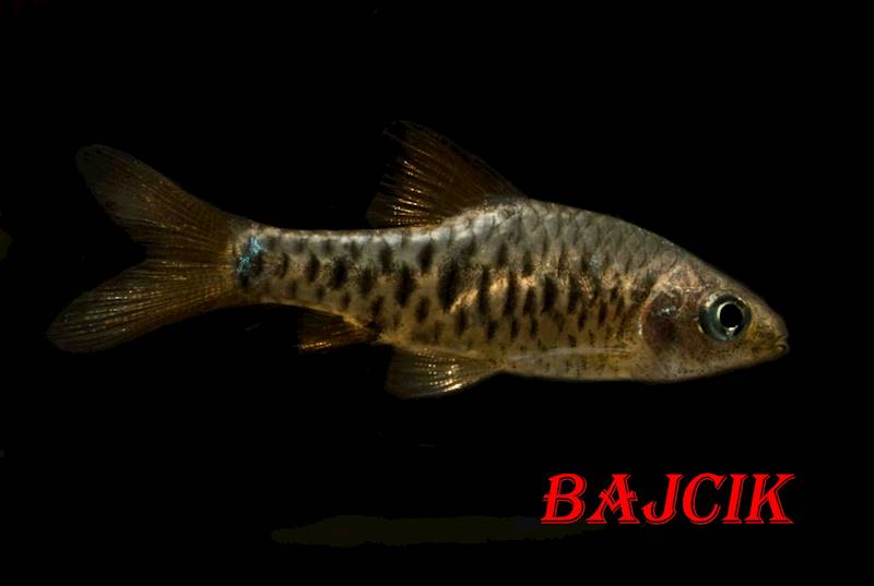 BRZANKA WIELKOŁUSKA (43)