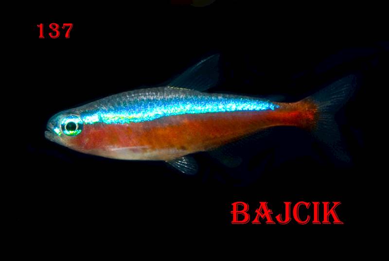 NEON CZERWONY (60)