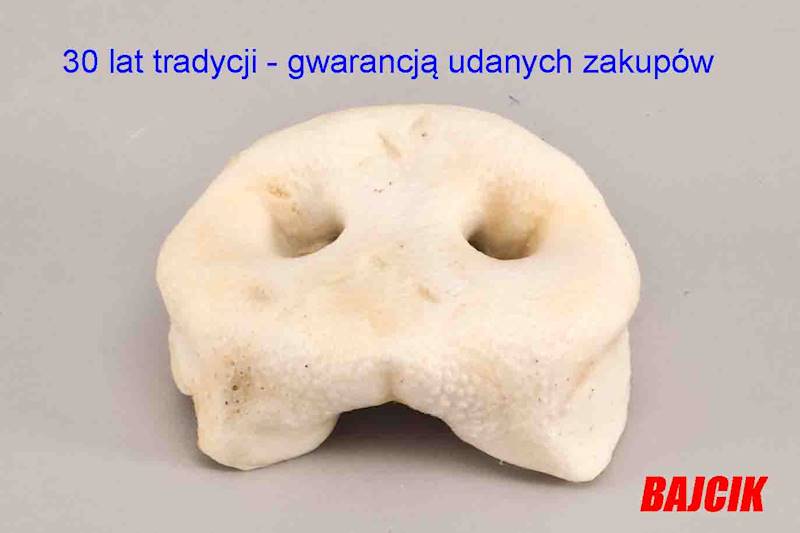 NOSKI WIEPRZOWE1szt