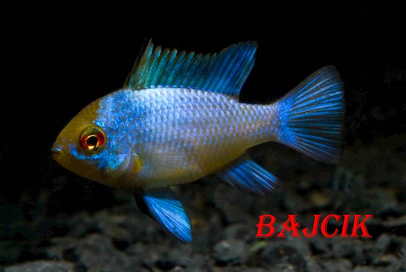 PIELĘGNICZKA RAMIREZA BLUE (163)