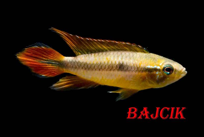 APISTOGRAMMA AGASSIZI (33)