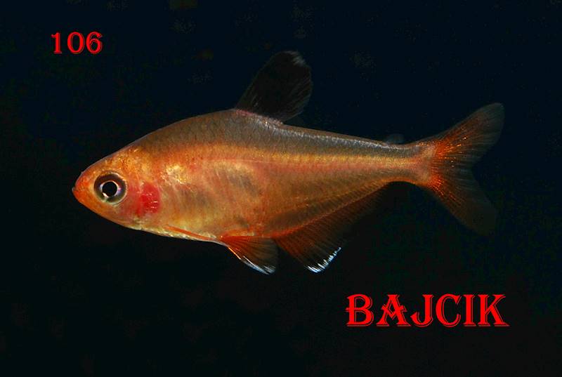 BYSTRZYK MINOR (220)(213)