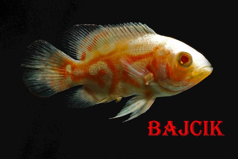 PIELĘGNICA PAWIOOKA ALBINOS (209)