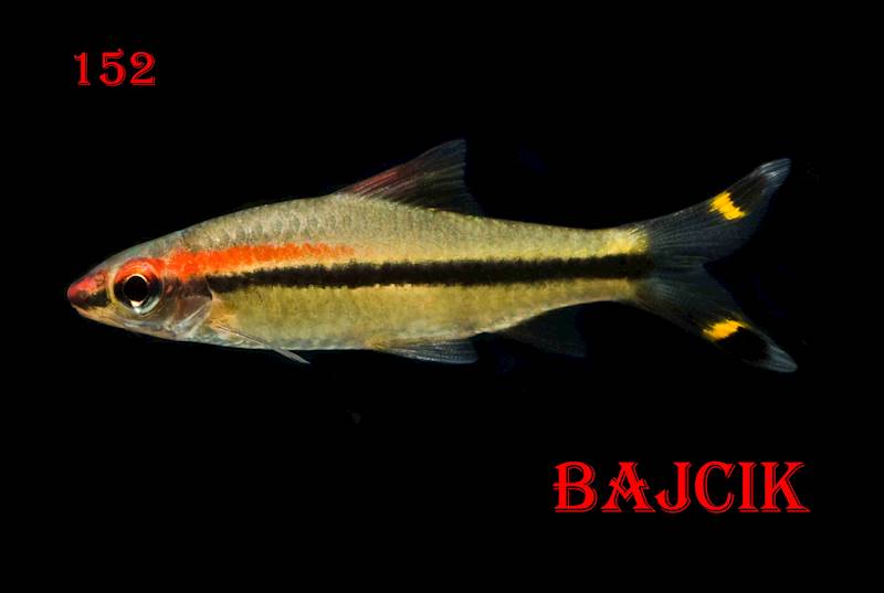 BRZANKA DENISONA (182)