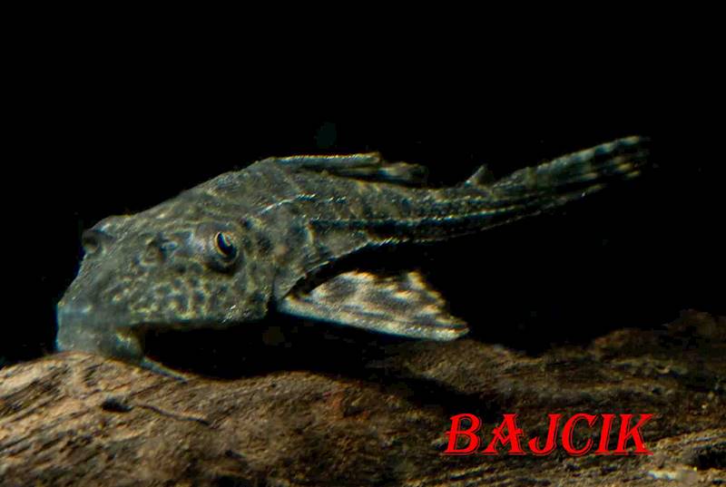 PLEKOSTOMUS (100)(138)