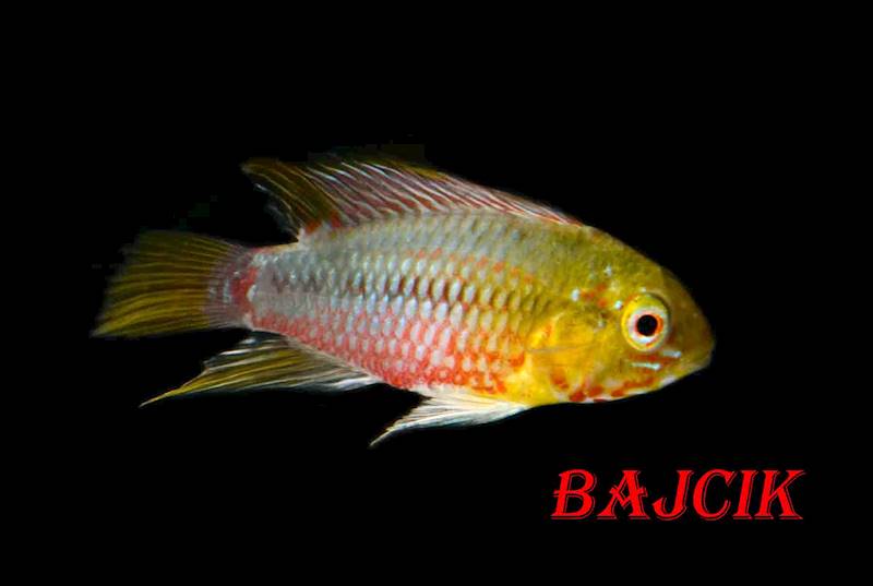 APISTOGRAMMA HONGSLOI (185)