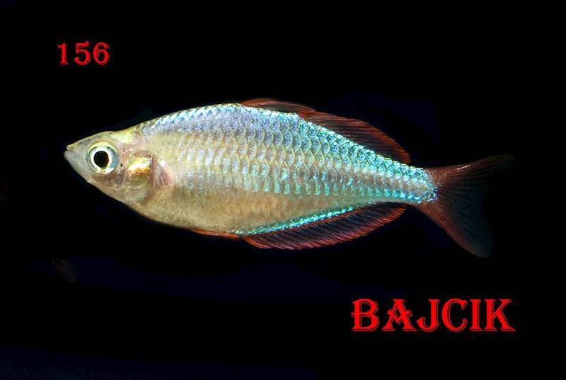 TĘCZANKA NEONOWA (173)