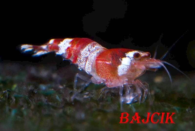 KREWETKA RED CRISTAL (97)