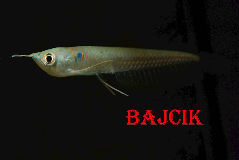 AROWANA SREBRNA (132)(65)