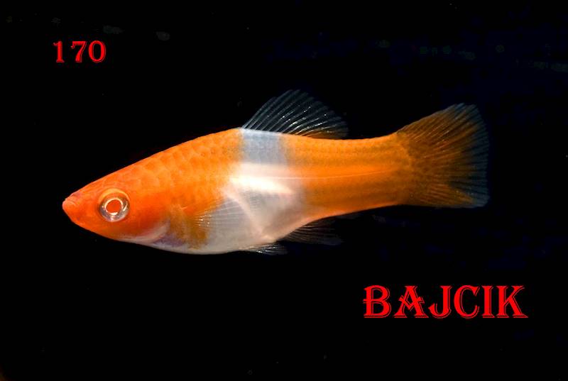 MIECZYK KOI (164)