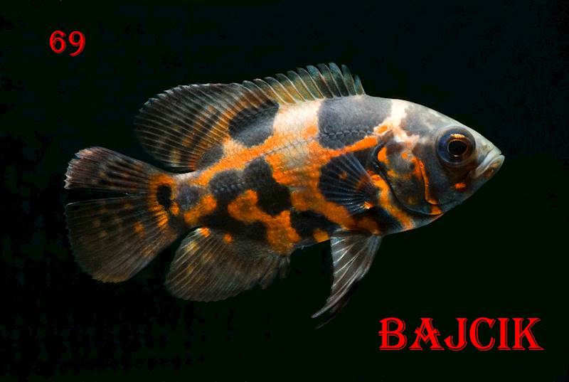 PIELĘGNICA PAWIOOKA RED TIGER (209)