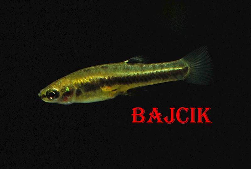 DROBNICZKA JEDNODNIÓWKA