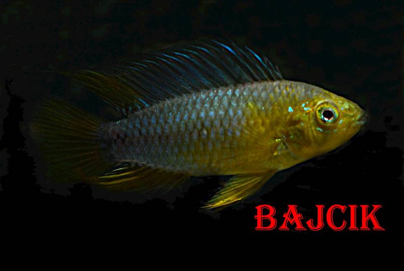 APISTOGRAMMA BORELLII (85)