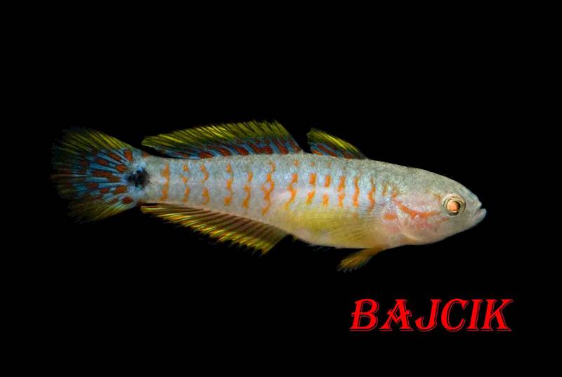 GŁOWACZEK BARWNY (175)