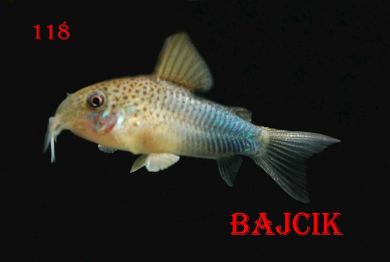 KIRYSEK SIMILIS (126)