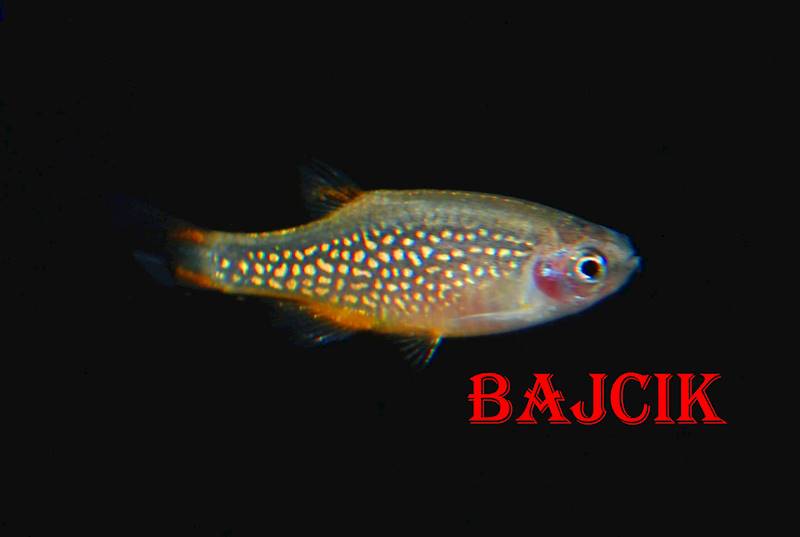 RAZBORA GALAXY (96)