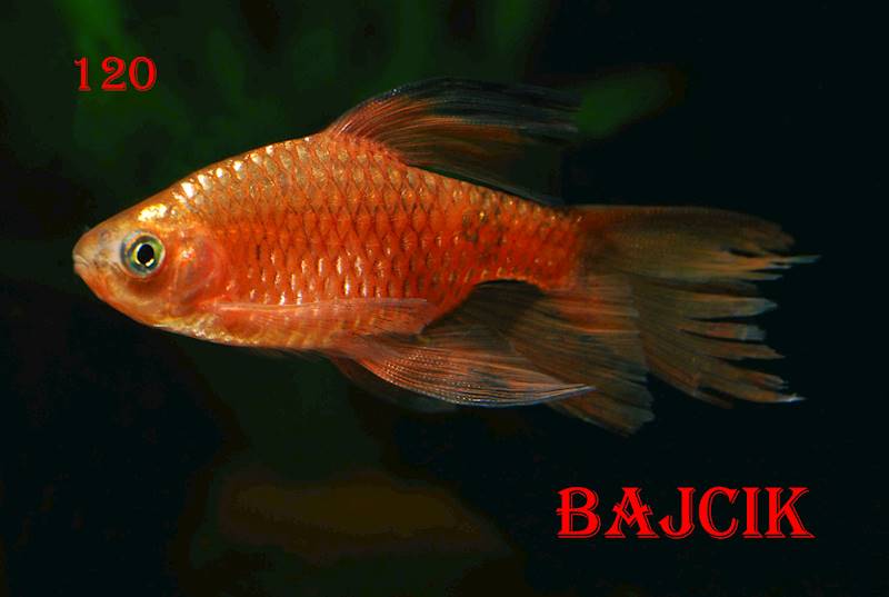 BRZANKA NEONOWA(2)