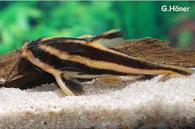 PLATYDORAS (44)