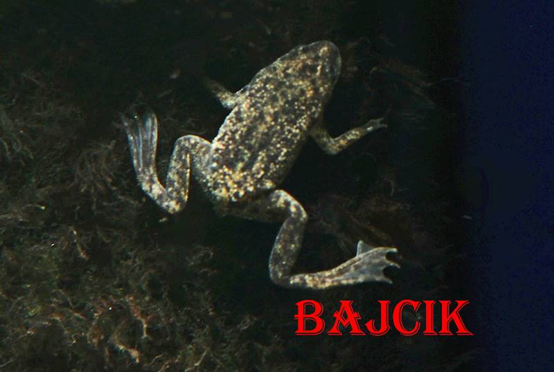 ŻABKA (177)