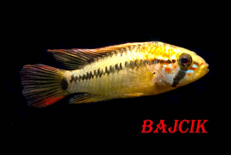 APISTOGRAMMA VIEJITA (218) 