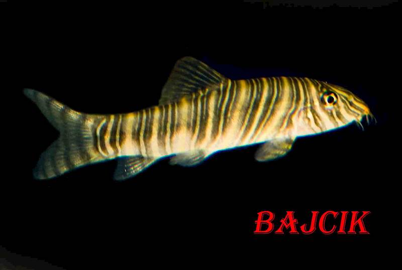 BOCJA STRIATA (62)