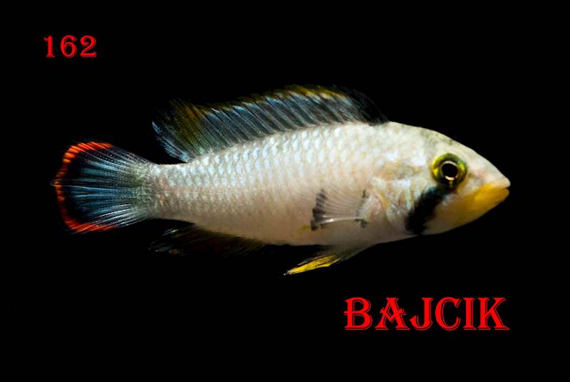 APISTOGRAMMA PANDURINI (154) PARAMI