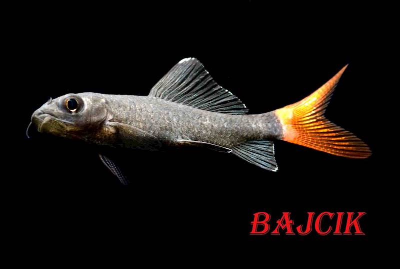 LABEO BICOLOR (44)