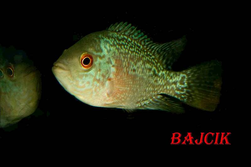PIELĘGNICA FLOWER HORN SUPER RED DRAGON(147)(58)