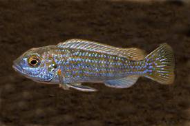 PYSZCZAK JOANJOCHNSONAE (168)