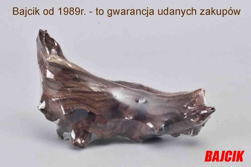 KORZEŃ MANGROWCA S    200256