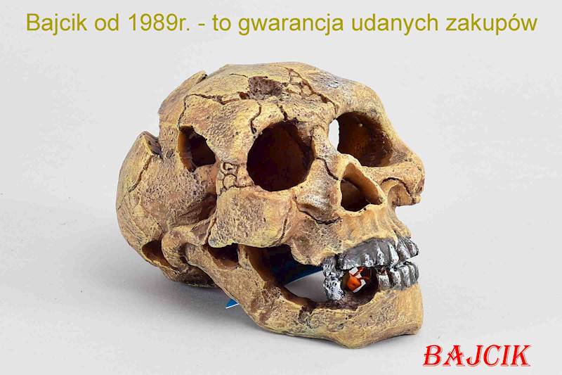 CZASZKA      236-104309