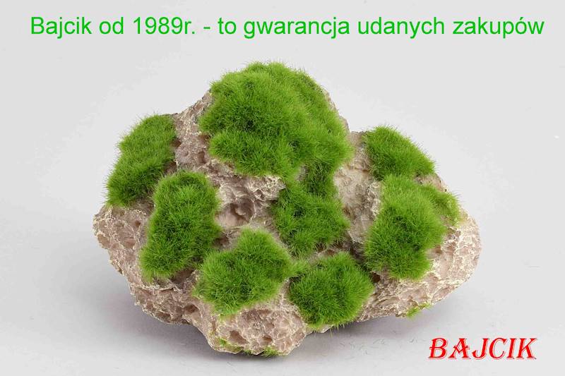 SKAŁA Z MCHEM WISZĄCA      234-430163