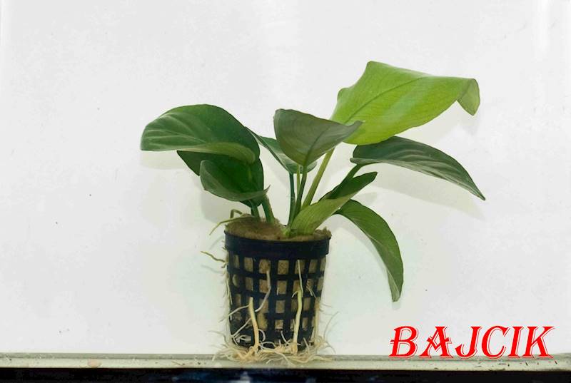 ANUBIAS ROŚLINA ŻYWA
