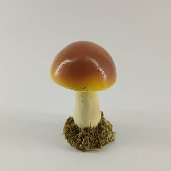 Grzyb