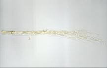 Salix wybielany 120 cm, wiązka 5 szt.