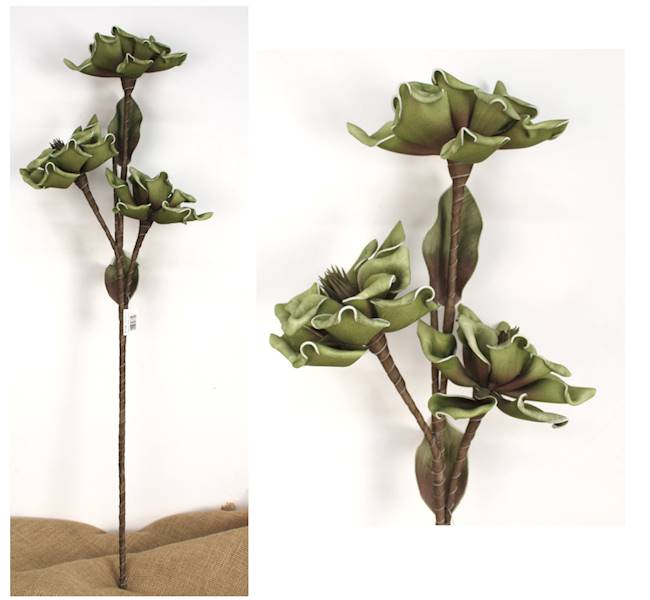 Magnolia piankowa "3", wys. 90 cm, biała, zielona