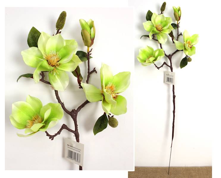 Magnolia  3+pąk limonka