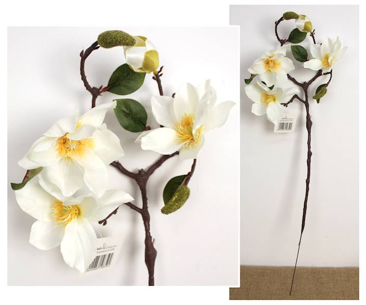 Magnolia 3+pąk biała