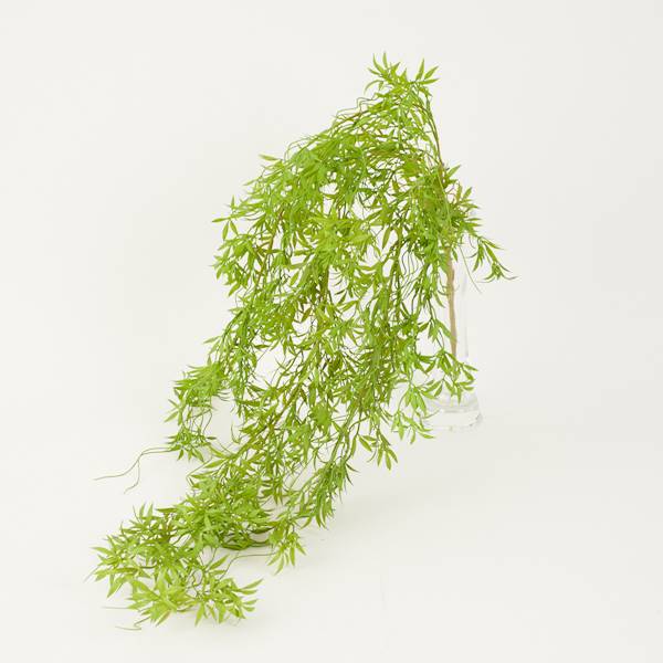 Asparagus wiszący, 2 odcienie, 104 cm