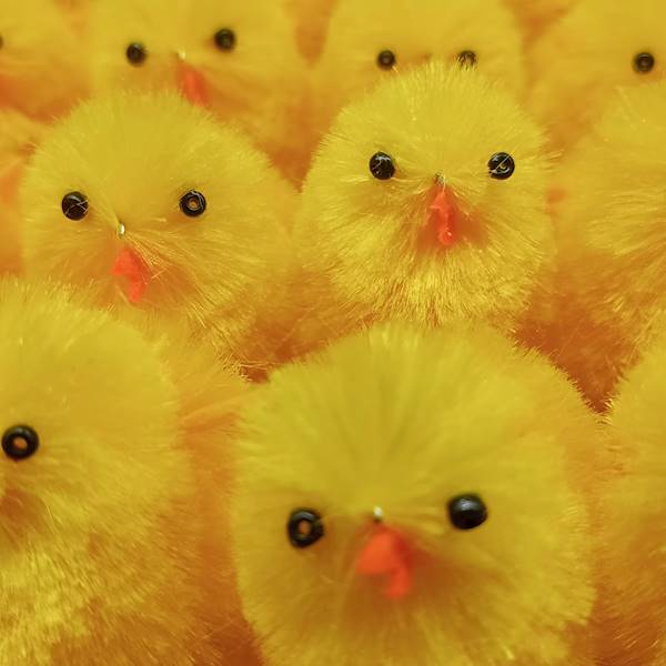 Kurczak 5 cm, op.36 szt.