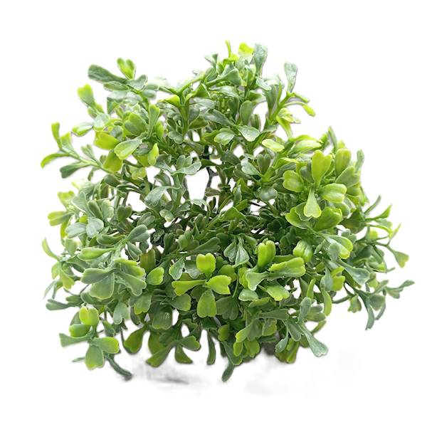 Bukszpan drobny op.12